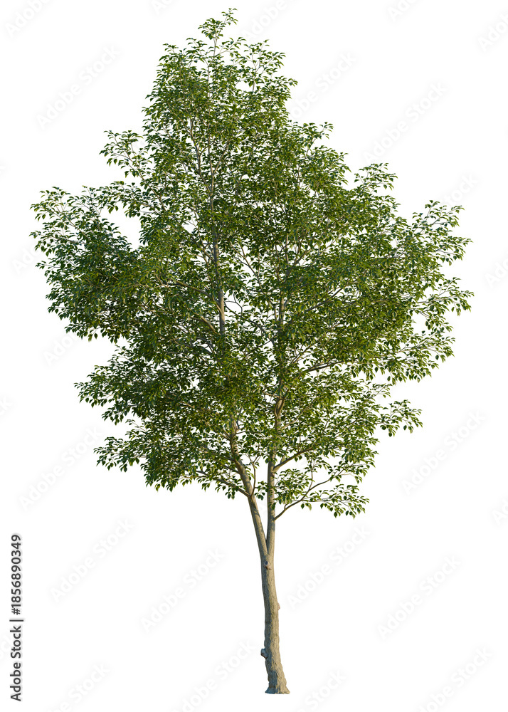Obraz premium Ulmus carpinifolia tree, front view, cutout, isolate, A solitary tree with lush green leaves stands tall on a transparent background, evoking a sense of serenity and connection to nature.