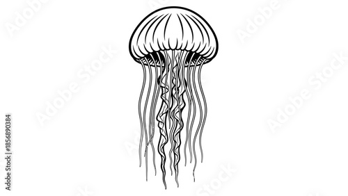 Elegant black outline drawing of a jellyfish with flowing tentacles on a white background