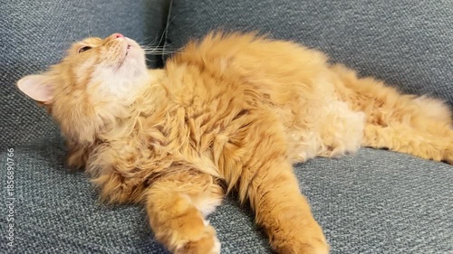 Purring fluffy ginger cat lies on a gray sofa