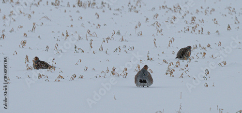 Fotografie Grey partridge in snow
