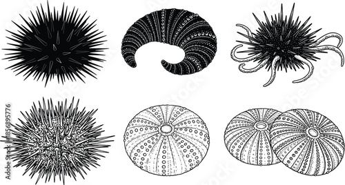 Collection of six sea urchin silhouettes and detailed line art illustrations featuring spiky marine life, aquatic nature designs, and beach icons,