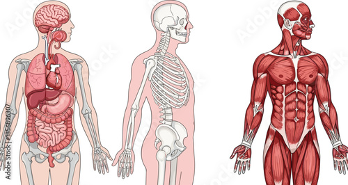 Medical anatomy illustration set showing human internal organs skeletal system and muscular structure in three side view diagrams on white background, 2025.