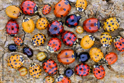 Ladybugs (ladybirds) (Coleoptera: Coccinellidae). Adults. Color biodiversity of ladybirds © Alexey Protasov