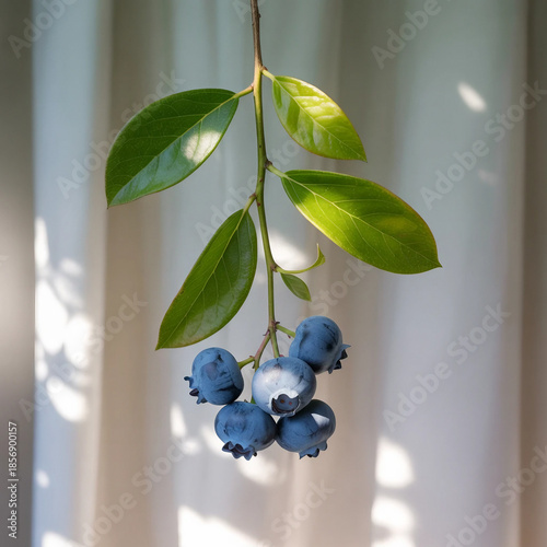 1Close up of a branch with green leaves and dark blue berries