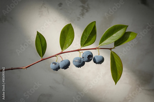 1Close up of a branch with green leaves and dark blue berries