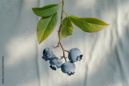 1Close up of a branch with green leaves and dark blue berries