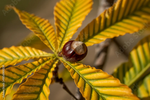 Golden autumn leaf with a shiny chestnut on rustic wood