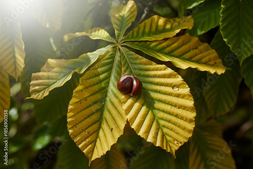 Golden autumn leaf with a shiny chestnut on rustic wood