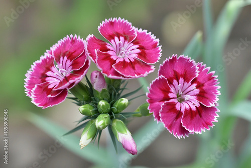 Vibrant pink sweet william flowers blooming in a garden close up