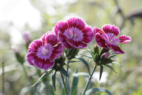 Vibrant pink sweet william flowers blooming in a garden close up