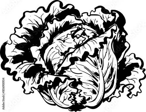 Expressive Sumi-e Style Lettuce Head: Minimalist Brushwork Illus

