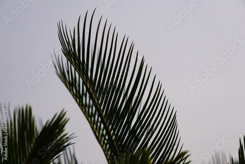 Foto Lush Palm Fronds Silhouetted Against Pale Sky Horizon