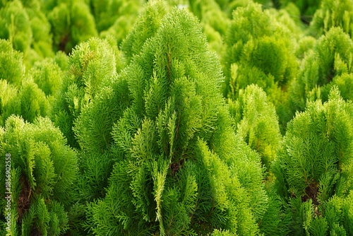 Foto A dens cluster of Chinese Thuja plants in a plant nursery
