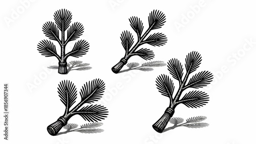 Elegant collection of four vintage-style botanical illustrations, depicting finely detailed leafy sprigs in a classic black and white woodcut aesthetic