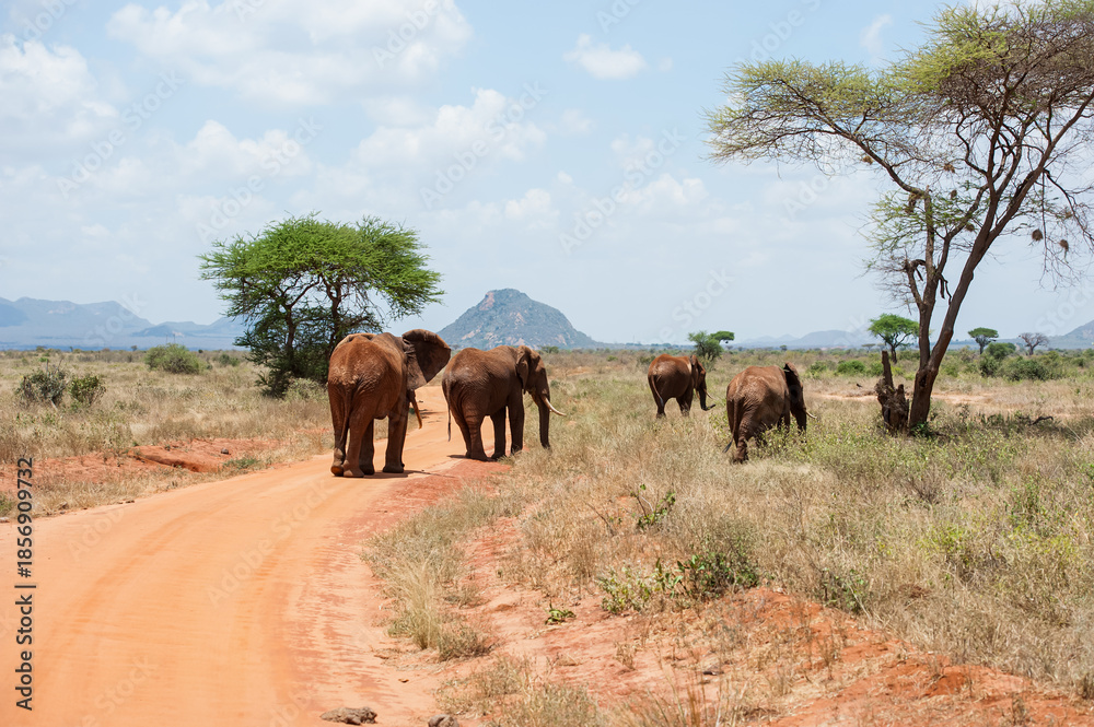 Obraz premium elephants in the savannah
