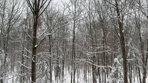 Wallpaper Mural Winter forest scene, snowfall Torontodigital.ca