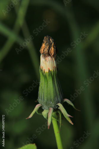 dandelion seeds are thrown in the wind	