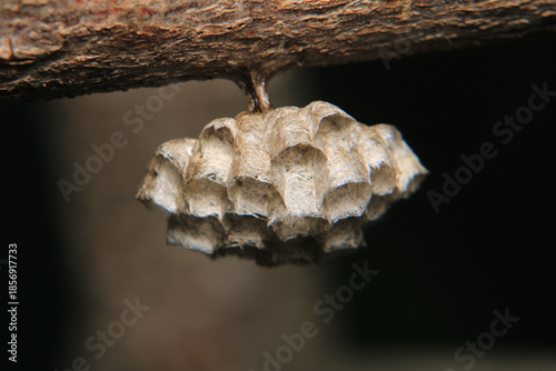 european yellow wasp macro photo	