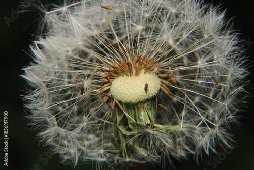 dandelion seeds are thrown in the wind	