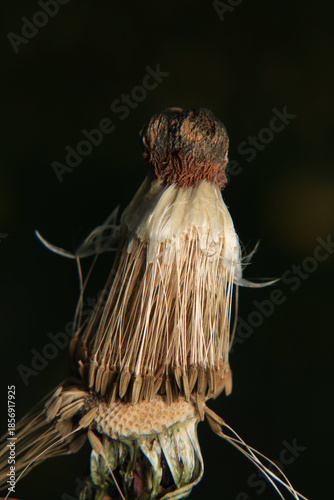 dandelion seeds are thrown in the wind	
