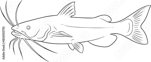 silhouette of clean vector of Catfish isolated on white background