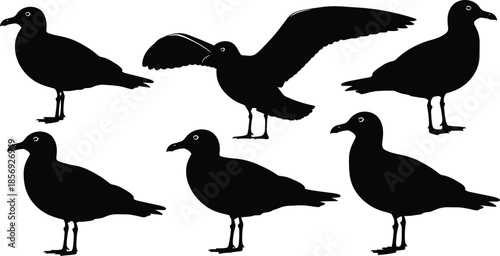 Black silhouette icons of seagulls in various poses including standing and flying with minimal detail on white background