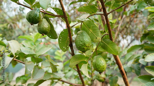 Guava tree