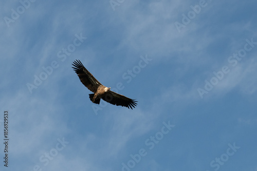 Griffon Vultures Soaring Above the Gaitanero Gorges and Caminito del Rey Hiking Trail, Málaga, Andalusia, Spain