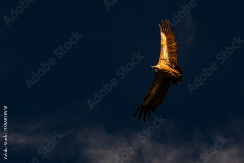 Griffon Vultures Soaring Above the Gaitanero Gorges and Caminito del Rey Hiking Trail, Málaga, Andalusia, Spain