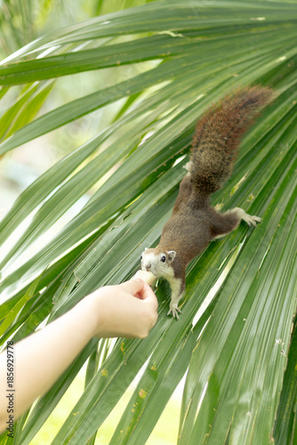 A moment between child reaching out to feed a curious  white brown squirrel on the palm tree approaching a human hand in a outdoor park in nature .
