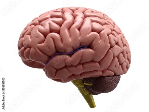 Detailed model of human brain with cerebellum and brainstem