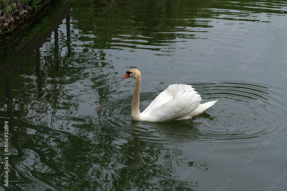Obraz premium The white swan in a pond in the arboretum park 