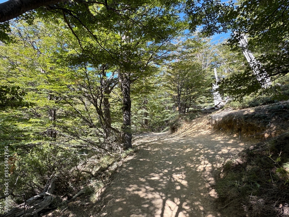 Obraz premium path in the woods