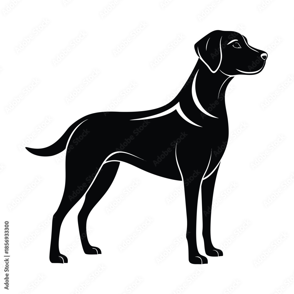 Fototapeta premium Dog standing on a white background