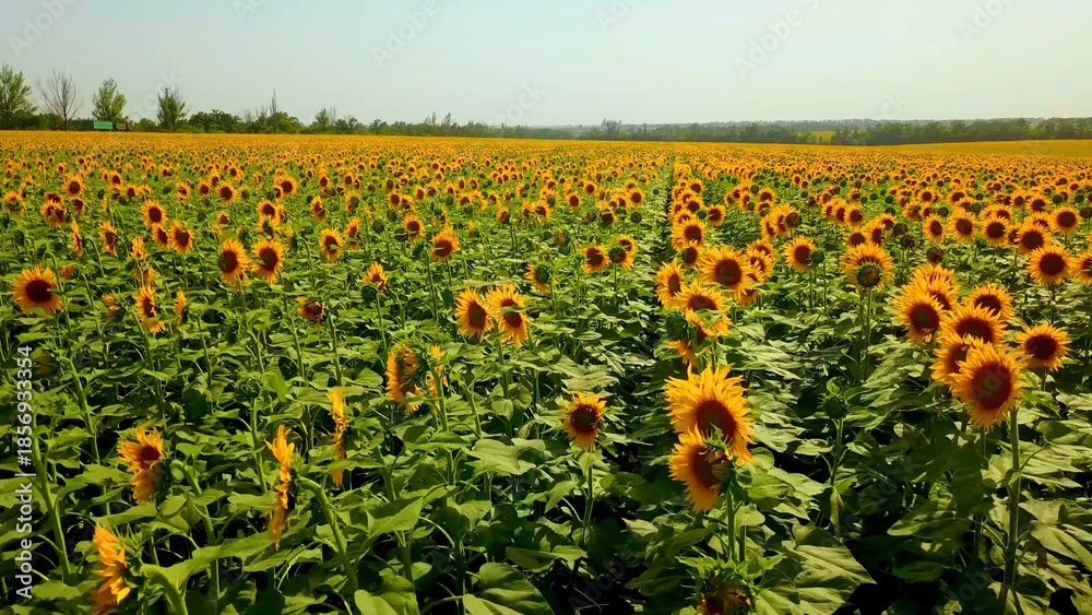 Fototapeta premium Vast sunflower field in full bloom on sunny day