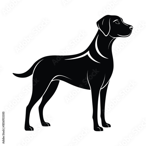 Dog standing on a white background