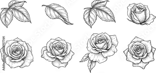 Hand Drawn Vintage Rose Flower and Leaf Botanical Line Art Set for Elegant Floral Design, Tattoo, Logo, Decor Use