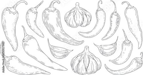 Hand drawn black and white botanical chili peppers and garlic set