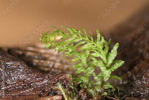 Hart's-tongue Thyme-moss  Plagiomnium undulatum
