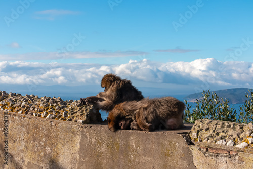 Two wild Barbary macaques relax on a rugged stone wall high above the coast, with one monkey sitting alert while the other grooms, overlooking the deep blue sea and distant Spanish mountains.
