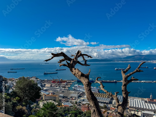 A gnarled dead tree branch frames a panoramic view of the busy harbor and town below, showcasing the industrial port and expansive Bay of Gibraltar under a bright blue sky from the Upper Rock.