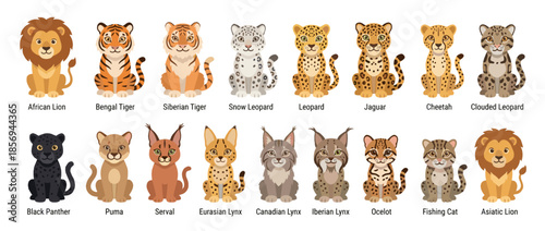 An illustration of various cat species, each shown in a sitting pose, with their names below.