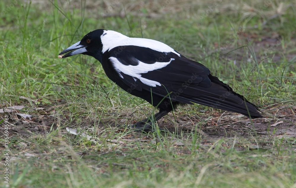Fototapeta premium Australian Magpie (Gymnorhina tibicen), adult male, Belair National Park, Adelaide, SA, Australia.