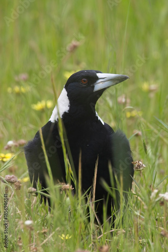 Australian Magpie (Gymnorhina tibicen), adult, Belair National Park, Adelaide, SA, Australia.