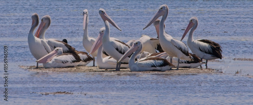 Australian Pelicans (Pelecanus conspicillatus), a group on a small island, near Adelaide, SA, Australia.