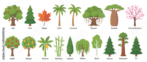 A collection of various tree illustrations, showcasing diverse species, perfect for educational purposes.