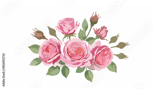 Pink English roses watercolor floral composition with buds and leaves vector