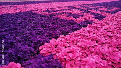 Pink and Purple Flower Pattern: An eye-level, wide shot displays an intricate design of pink and purple flowers covering an expansive area, showcasing a beautiful floral pattern.