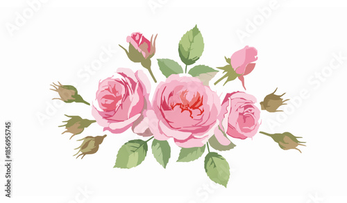 Watercolor pink English roses botanical arrangement hand painted floral vector