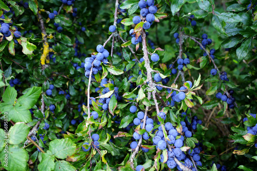Branches of Prunus spinosa, also known as blackthorn, are laden with small blue berries. The branches are covered in green leaves. The berries cluster along the spiny branches